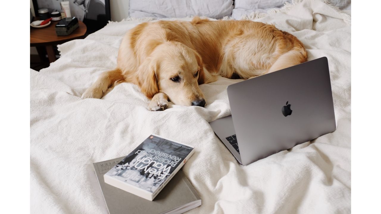 Music to Calm Anxious Dogs