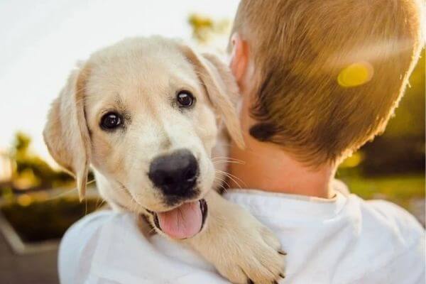 Adopting A Dog