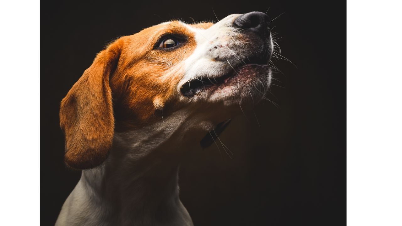 Can Dogs Eyes See In The Dark
