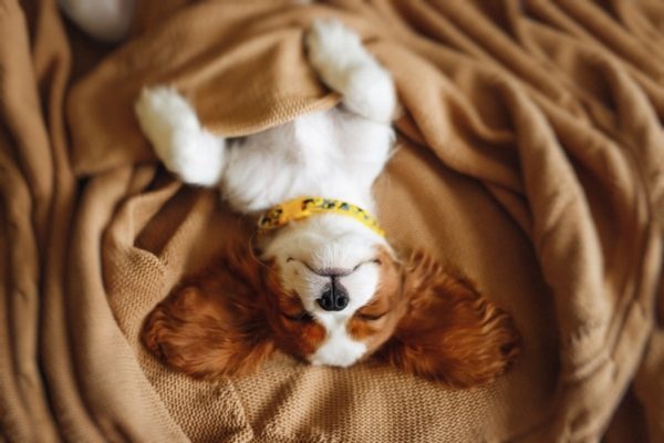 Can Dogs Have Nightmares 