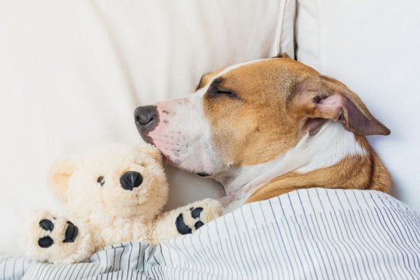 Can Dogs Have Nightmares 