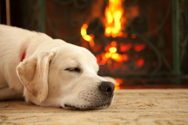 Can Dogs Have Nightmares