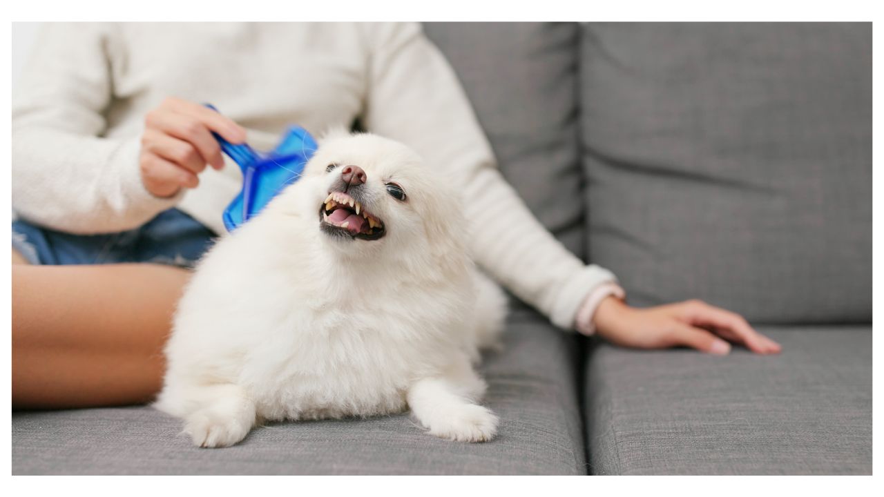 dog shedding