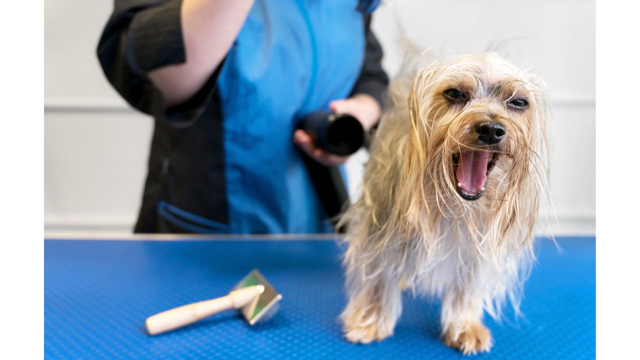 Can dogs get lice?