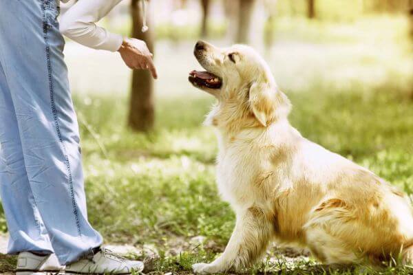 White Retrievers