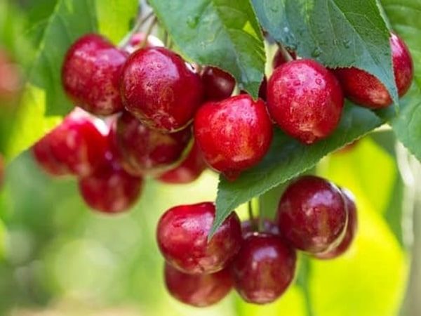 Cherrie