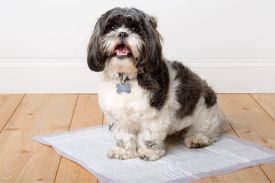 Dog Potty Training