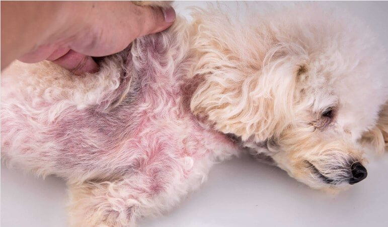 Put Neosporin On A Dog