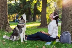Dogs Howl