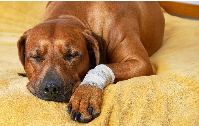 Put Neosporin On A Dog