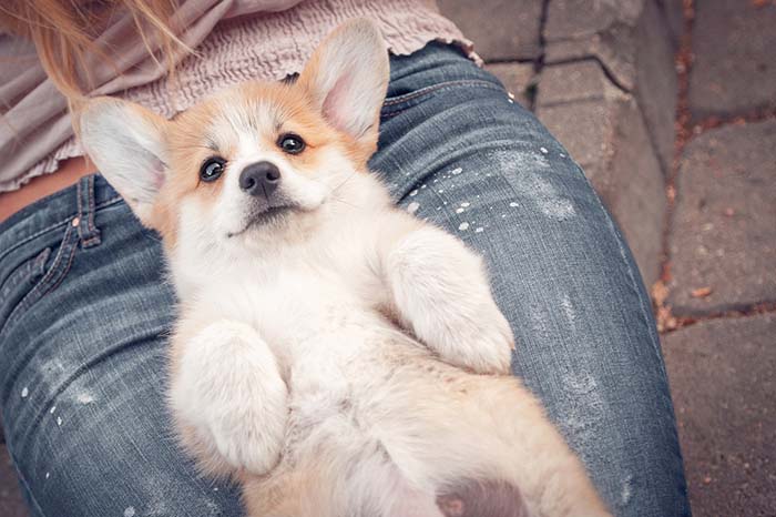 Calming Treats for Dogs