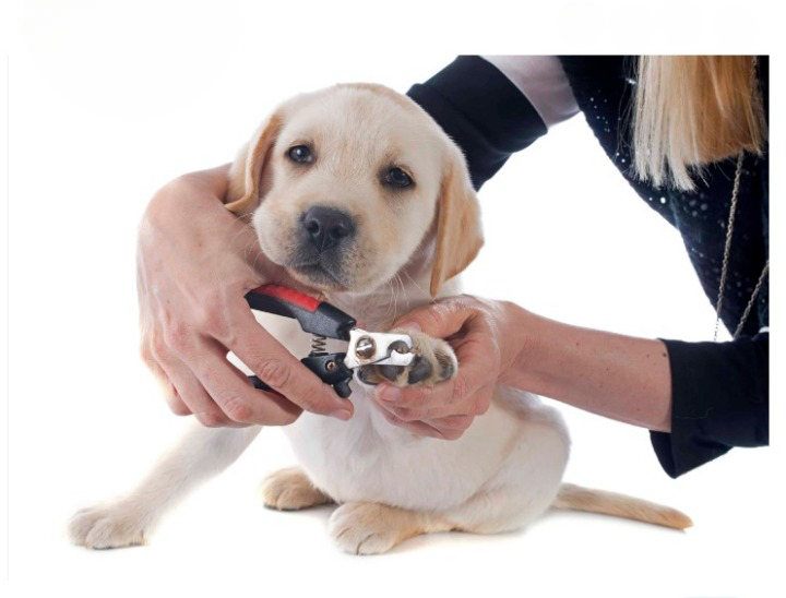 How To Cut Dogs Nails: The Ultimate Guide