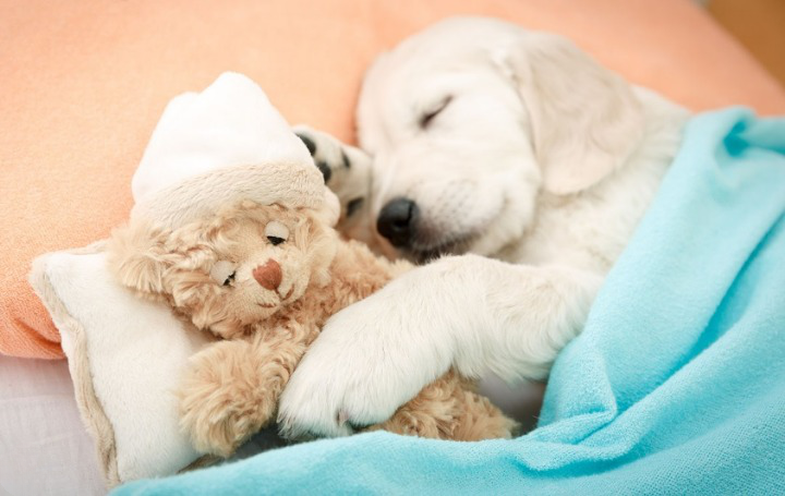 dogs dream