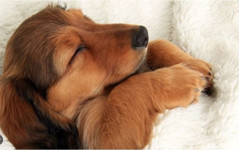 dogs dream