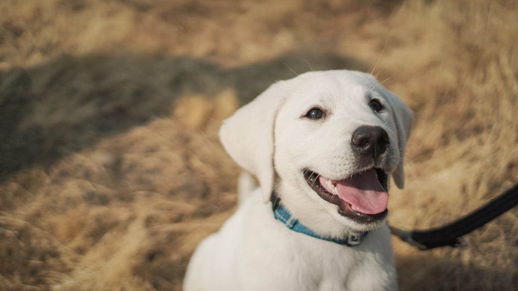 Brampton Animal Shelter
