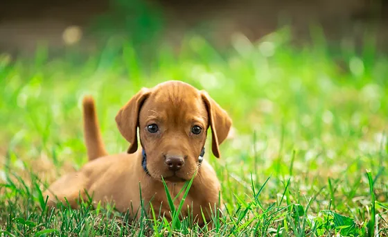 Dog Grass Pad