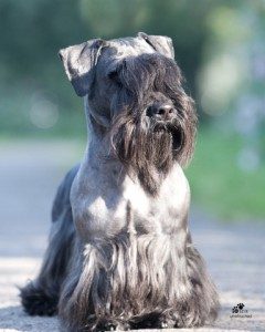 cesky-terrier-fanciers