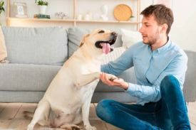 Dogs Lick Your Feet
