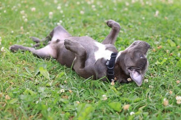 Why Do Dogs Roll In Poop