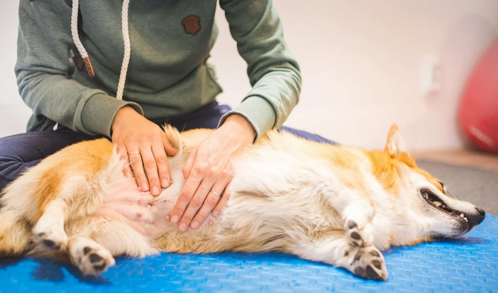 Dogs Stomach Gurgling