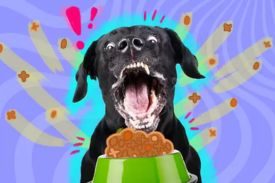 Dog's Stomach Gurgling