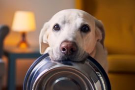 Dog's Stomach Gurgling