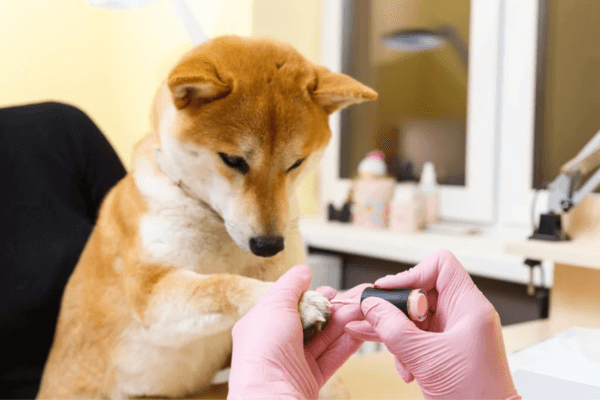 Dog Nail Polish 