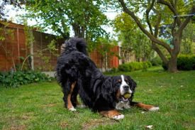 Canine Communication