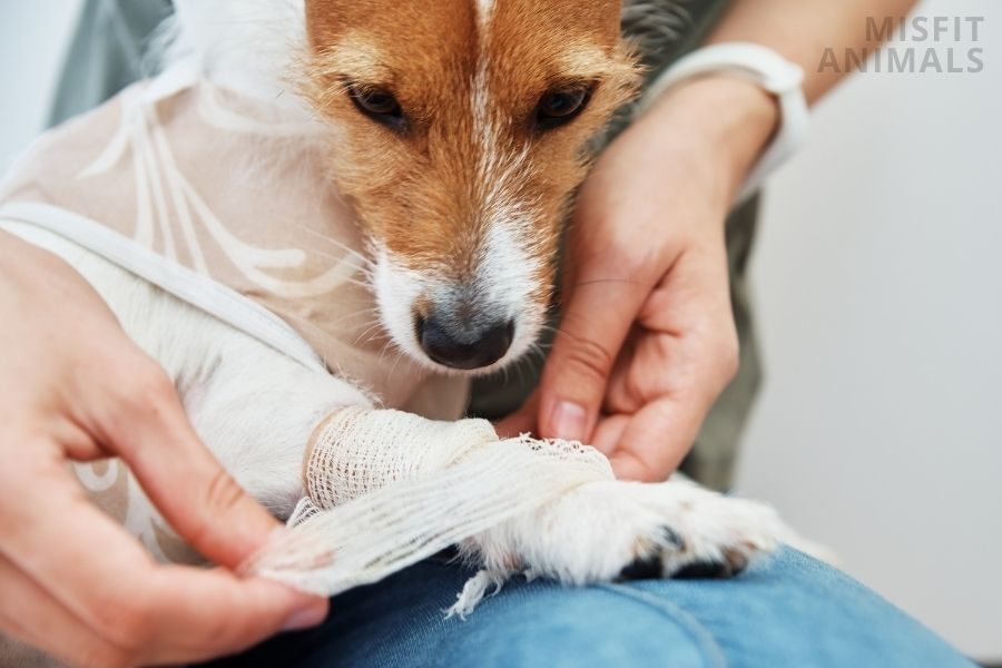 Why Do Dogs Shake