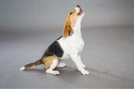 Canine Communication