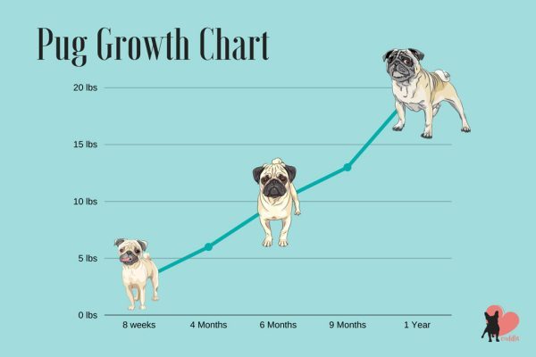 Dog Weight Calculator