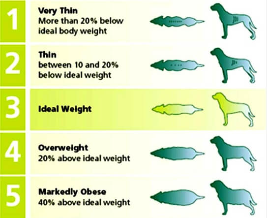 Dog Weight Calculator