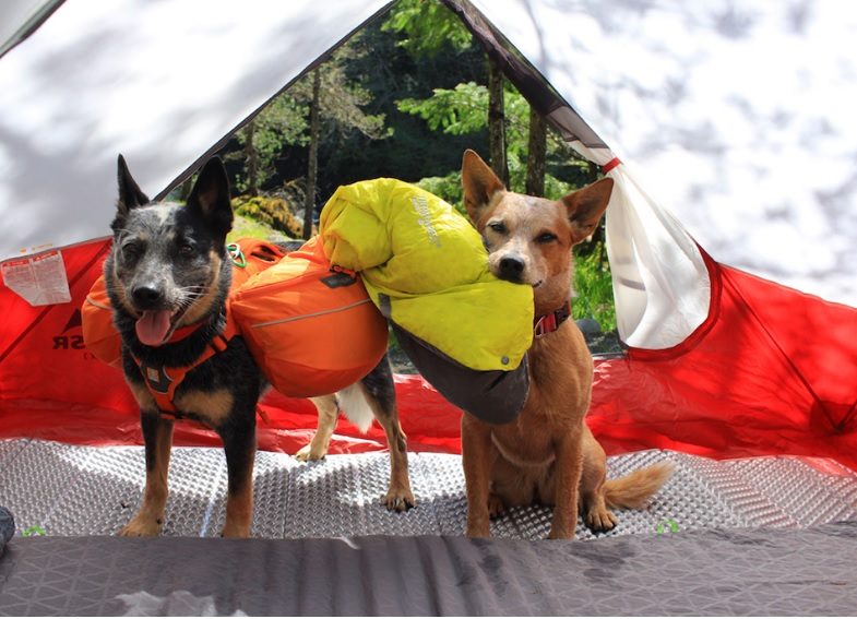 dog backpack