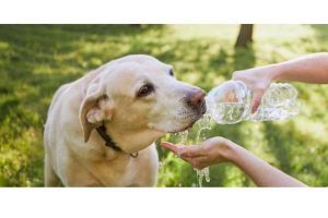 Dog can go without water