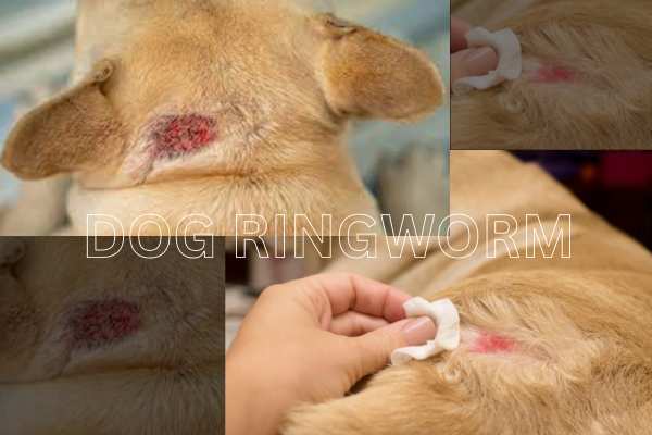 dogs ringworm