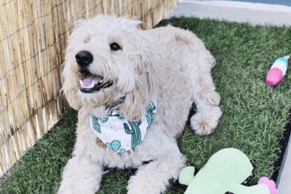 Doggie lawn
