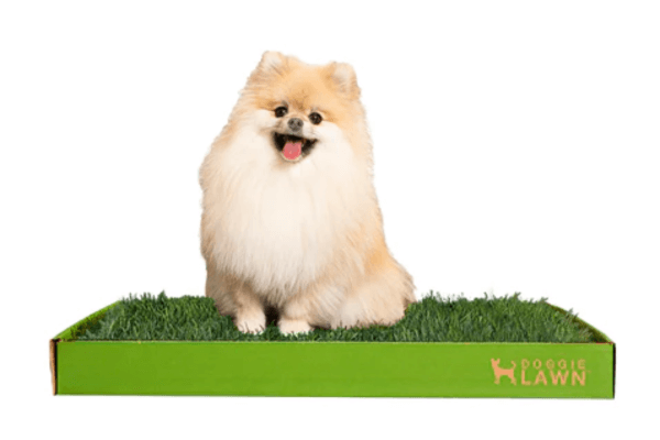 Doggie lawn