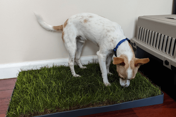 Doggie lawn