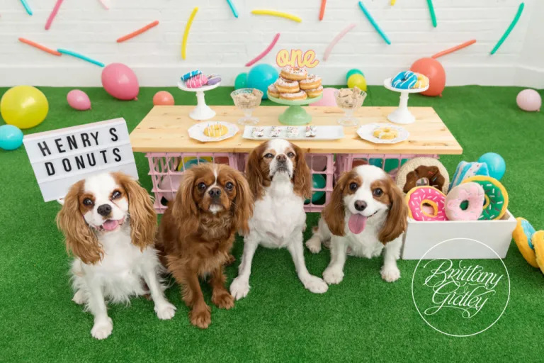 Dog Celebrations