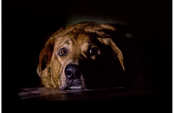 Dogs Eye See In The Dark