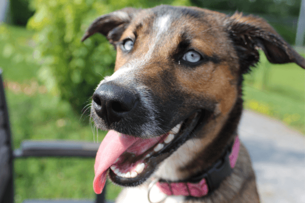 Dogs For Adoption Ottawa