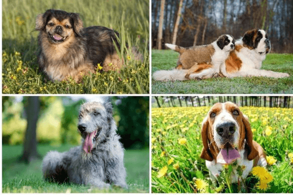 Dogs For Adoption Ottawa 