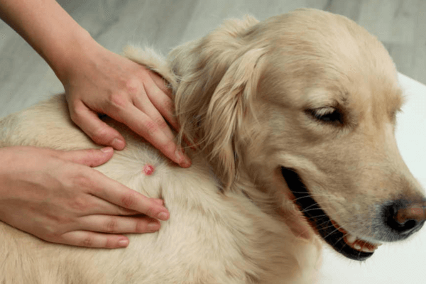 Dogs Get Pimples 