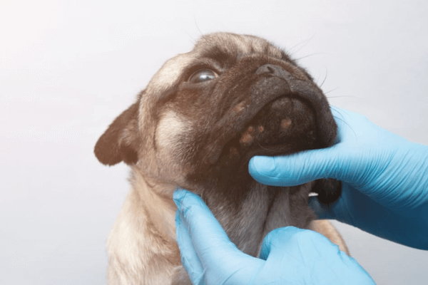 Dogs Get Pimples 