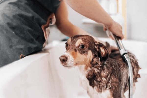 Dogs Get Pimples 