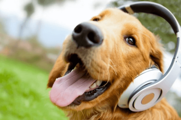 Dogs Like Music