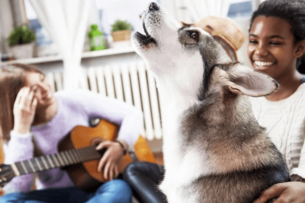 Dogs Like Music