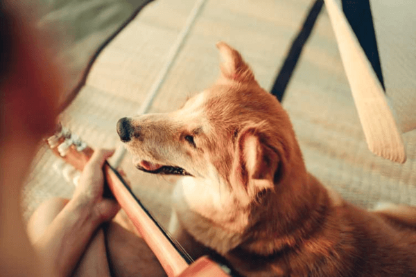 Dogs Like Music