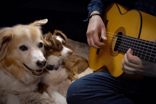 Dogs Like Music
