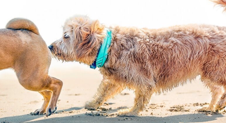 Why Do Dogs Sniff Butts